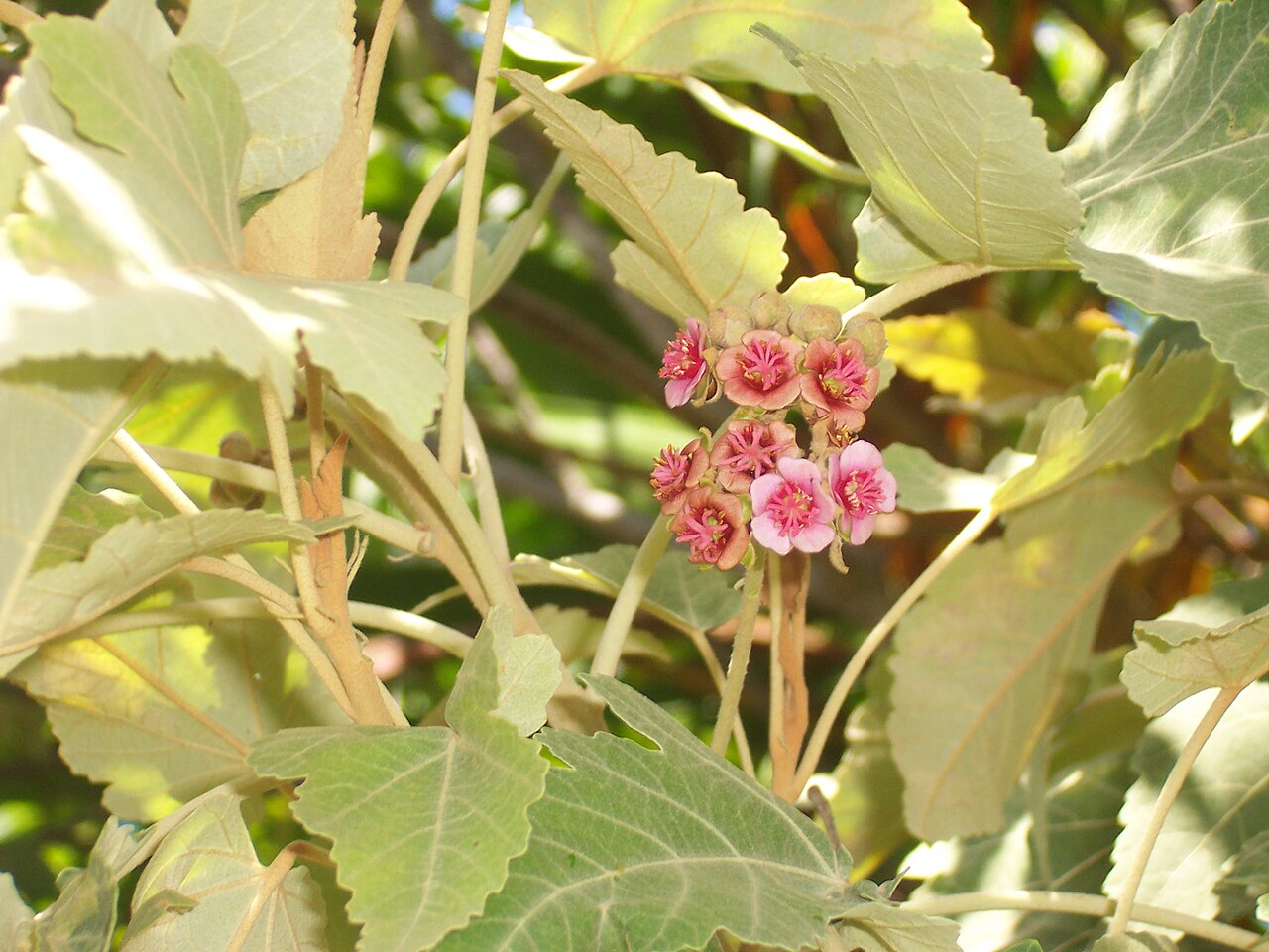 Fleurs et feuilles de Bois de senteur blanc