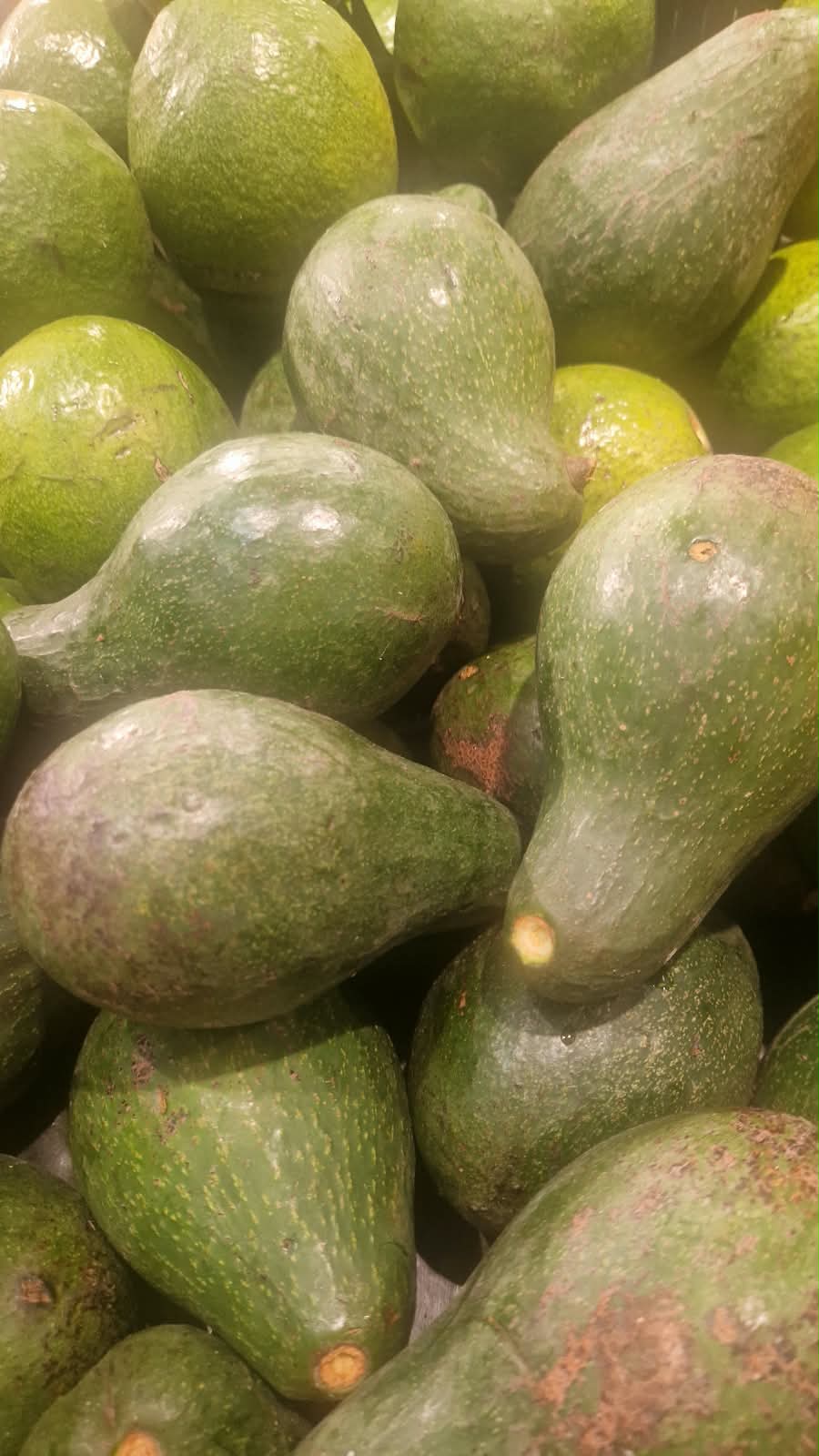 L’avocat se retrouve dans les jardins et dans des préparations salées ou sucrées.