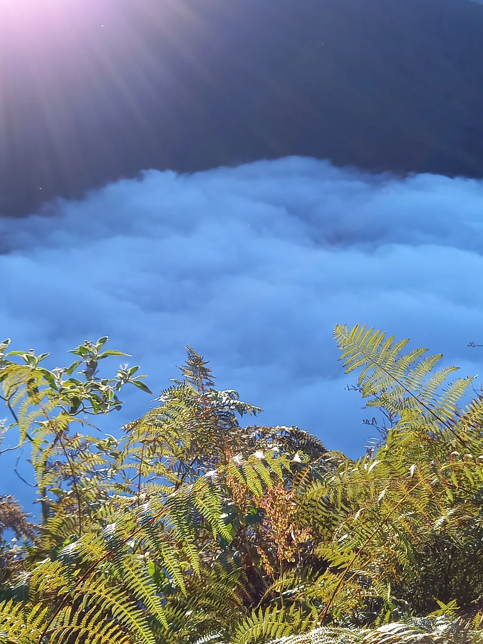 Fougères dans les Hauts au-dessus d'une mer de nuages