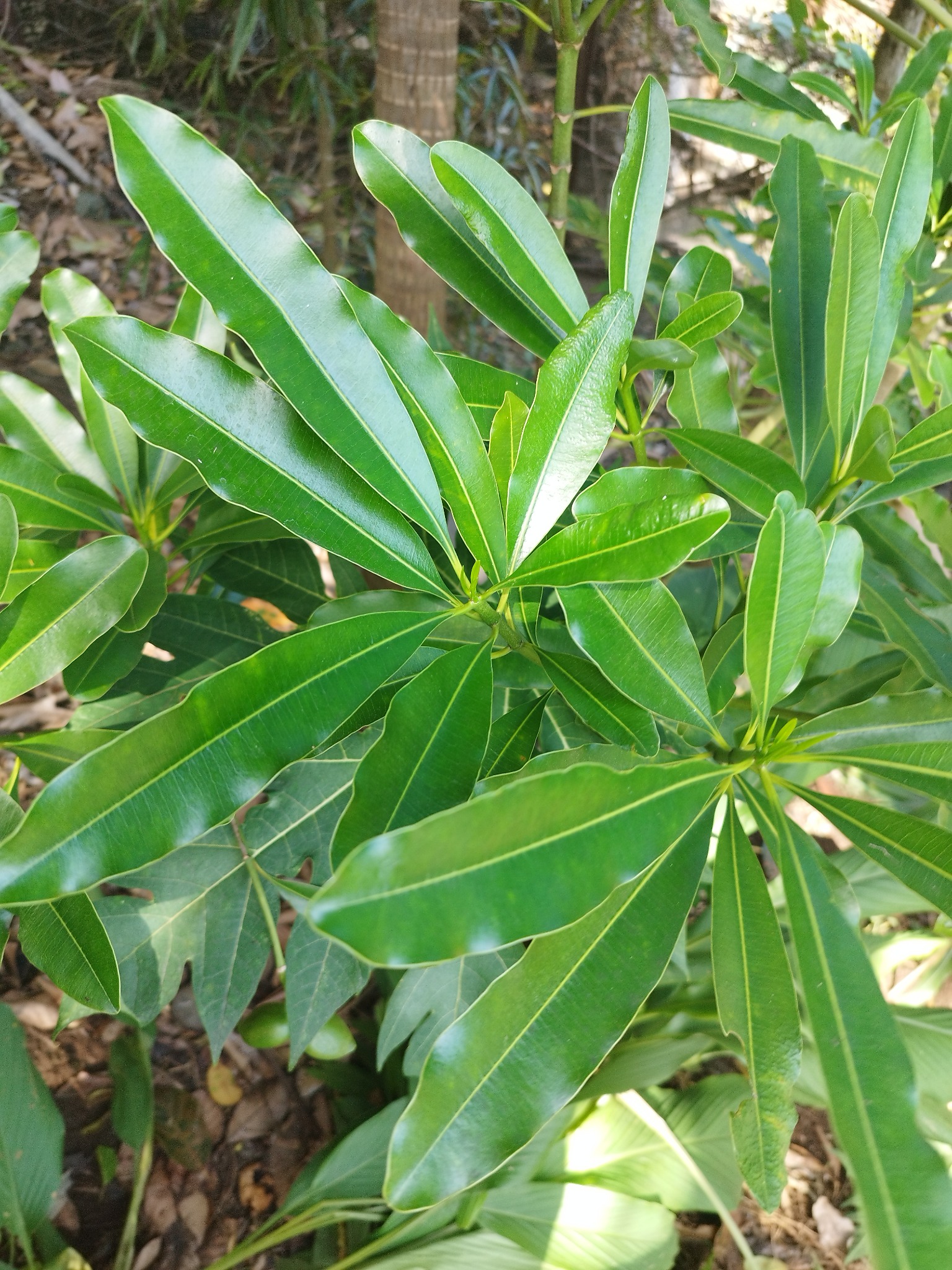 Amorphophallus sp. — photo de terrain