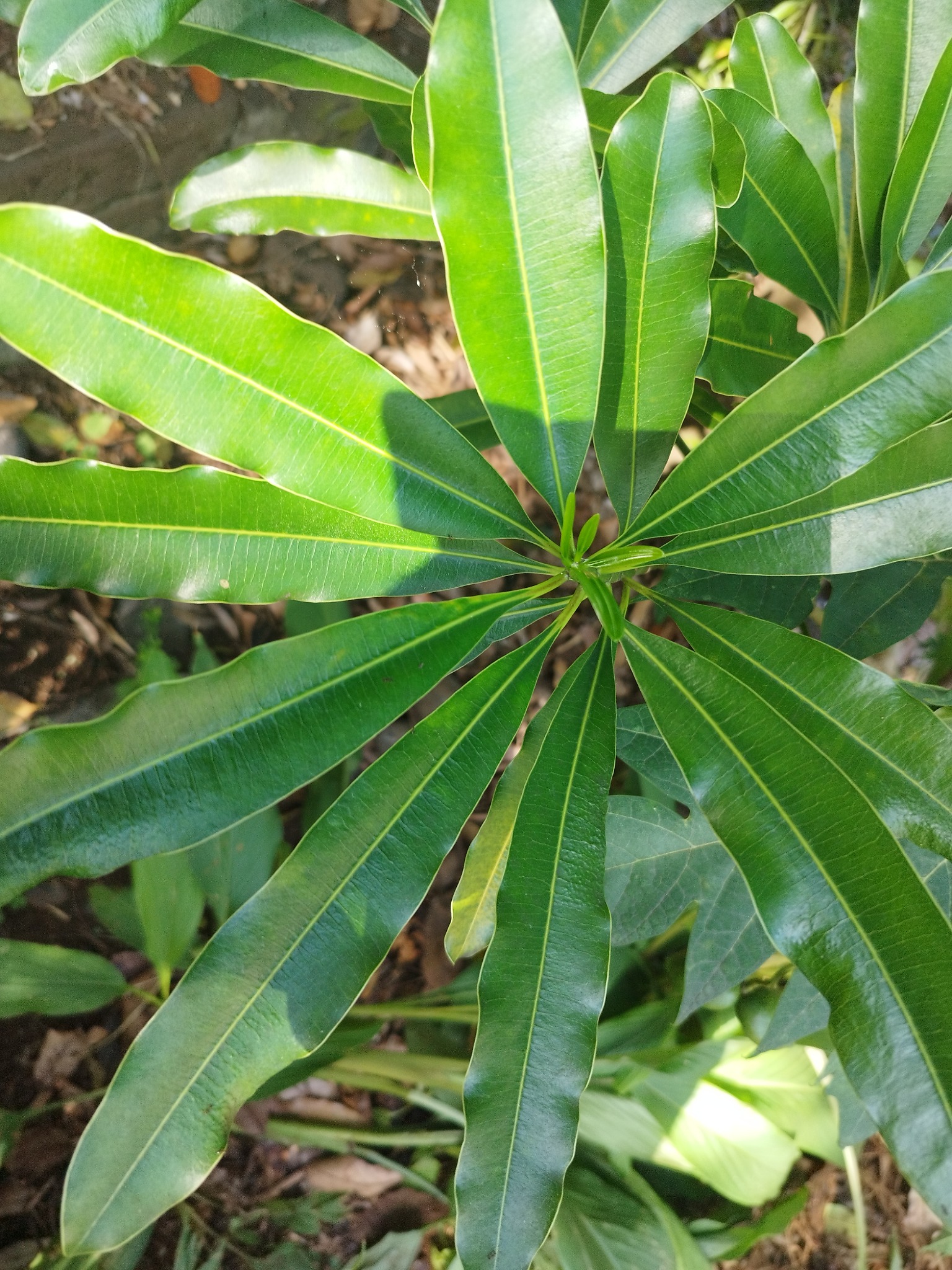 Amorphophallus sp. — photo de terrain
