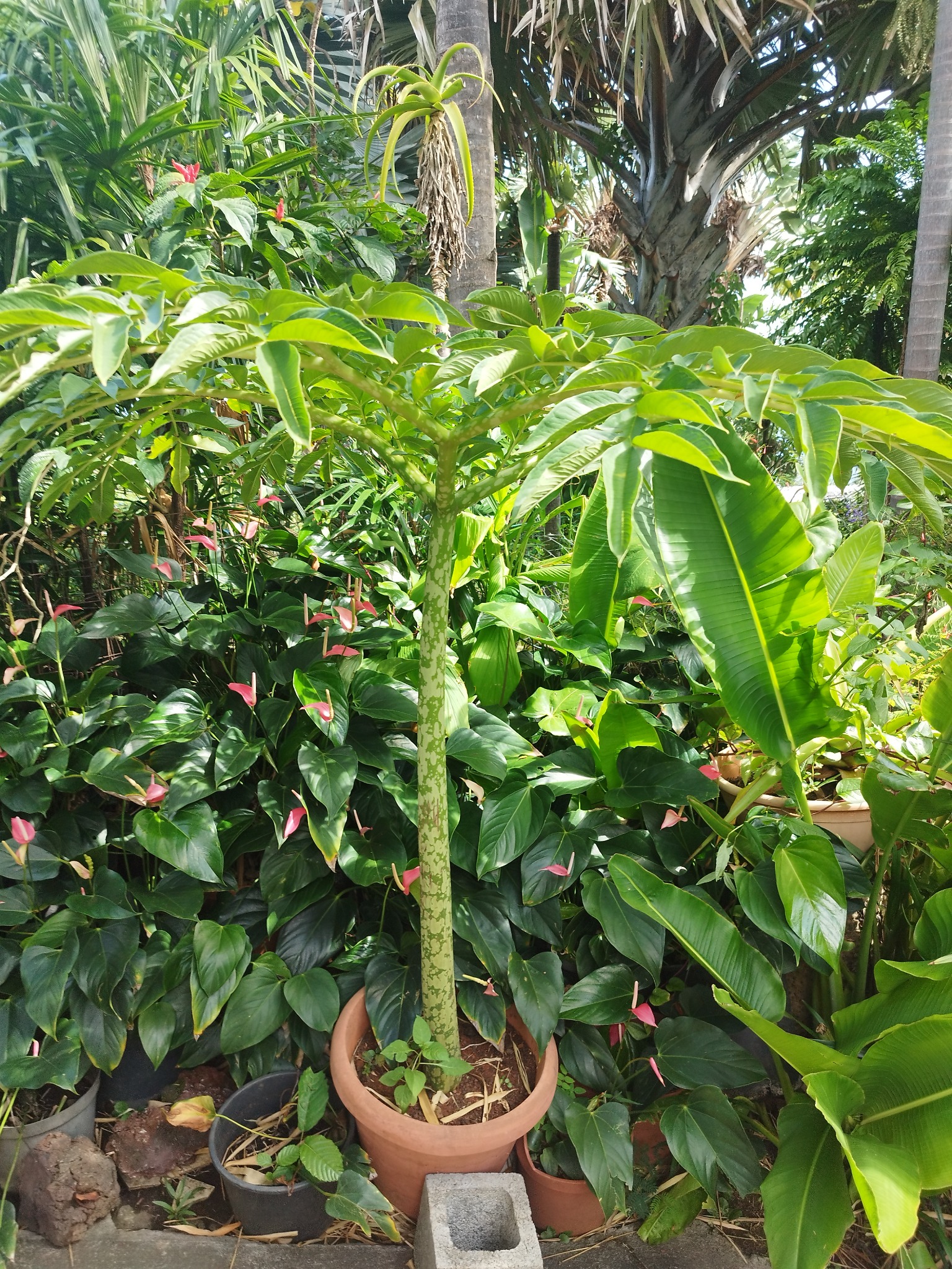 Amorphophallus sp. — photo de terrain