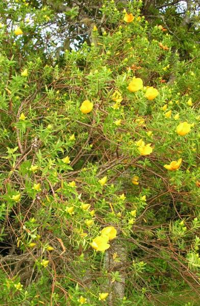 Fleur jaune