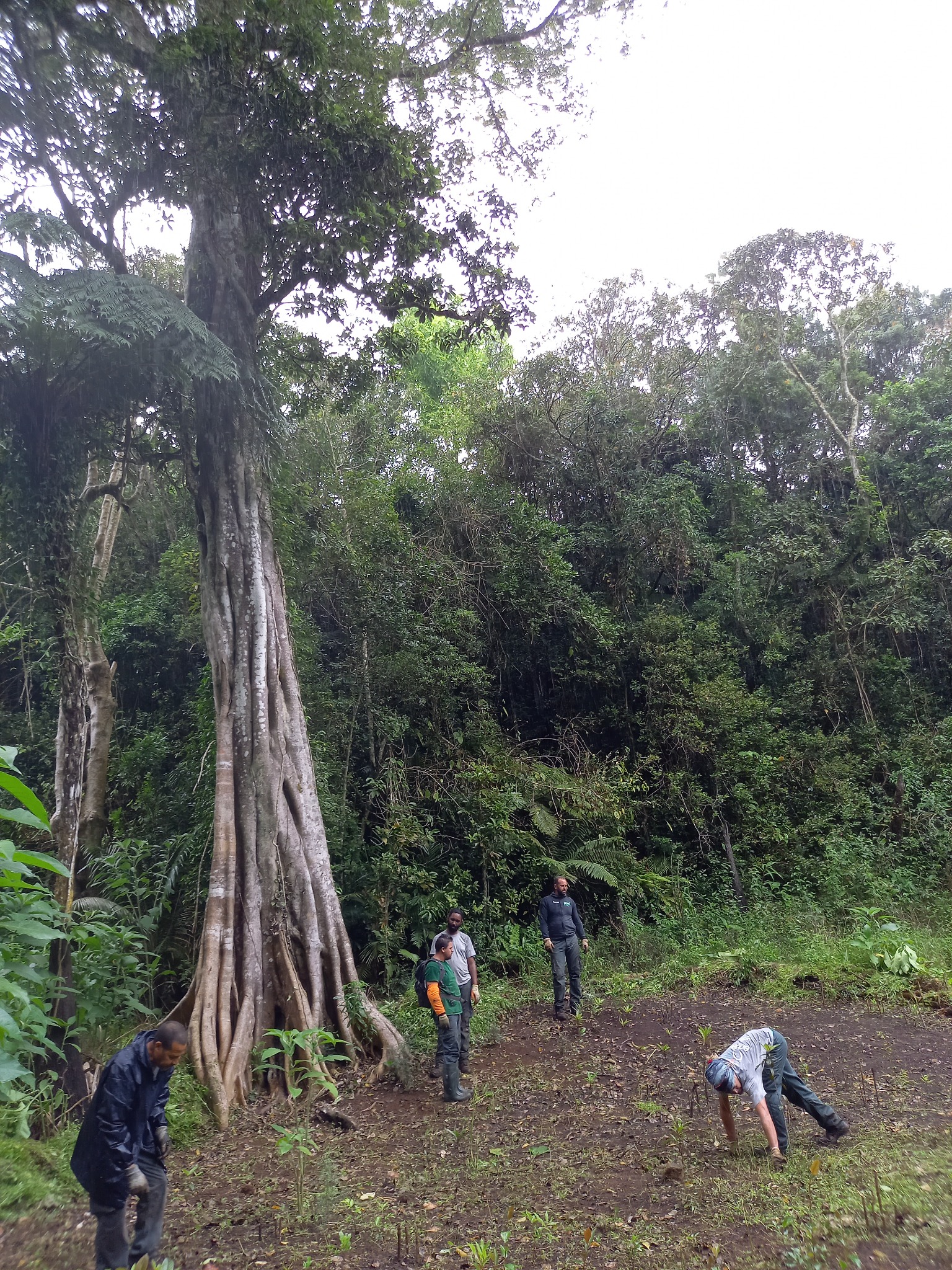 Grand arbre forestier — photo de terrain