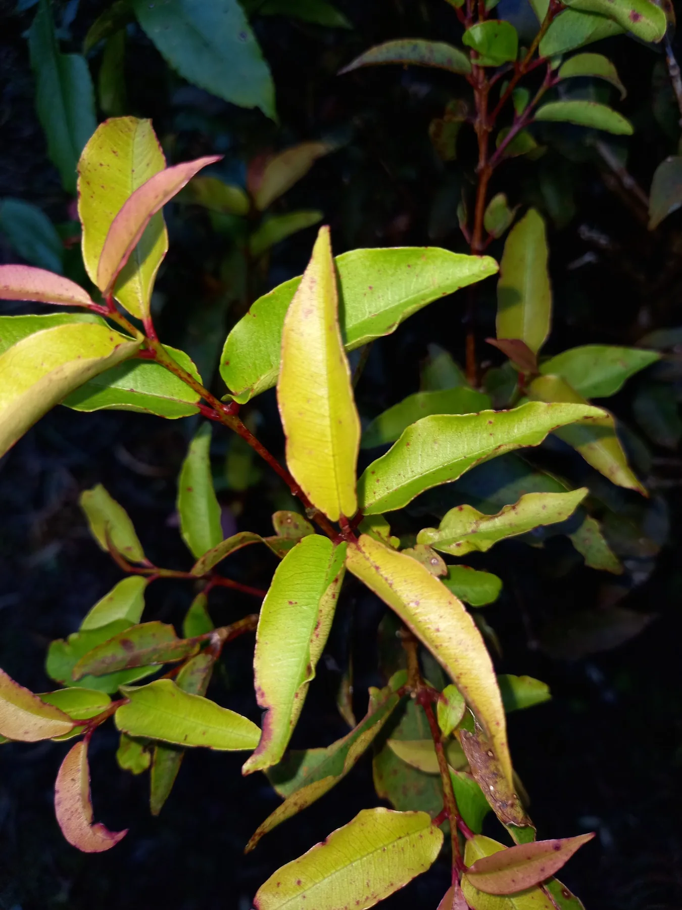 Bwa de pomme rouge — photo de terrain