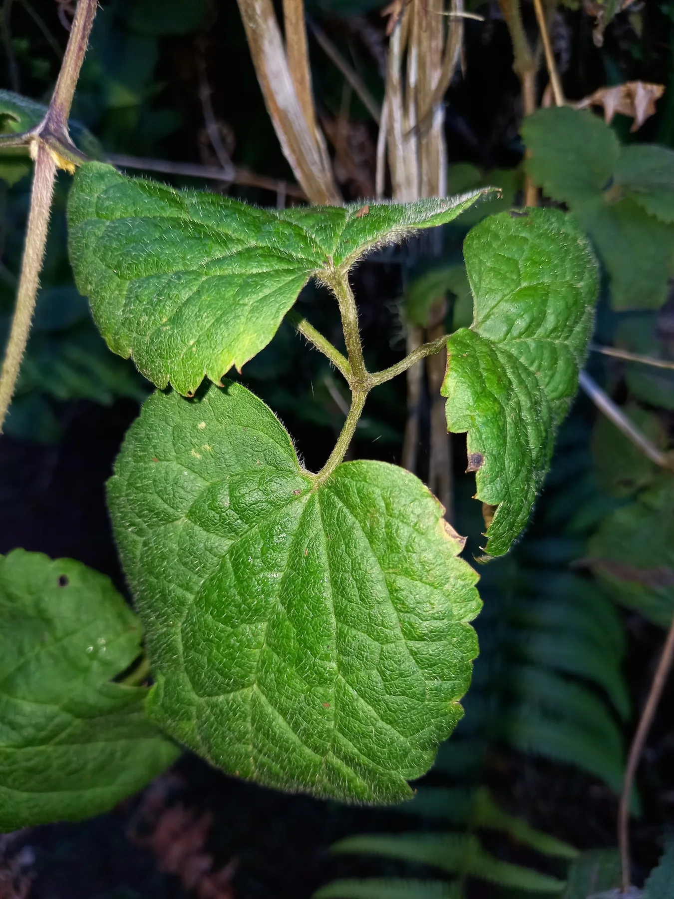 Bwa de source — photo de terrain