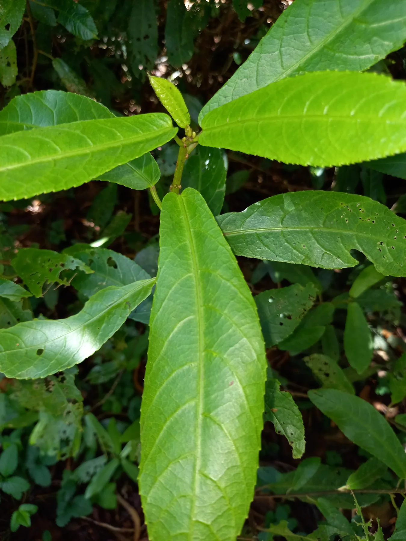 Bwa de violon — photo de terrain