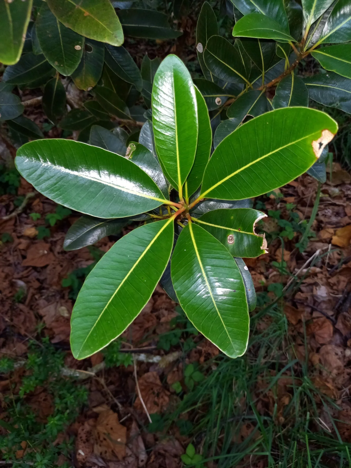 Bwa fer bâtard — photo de terrain