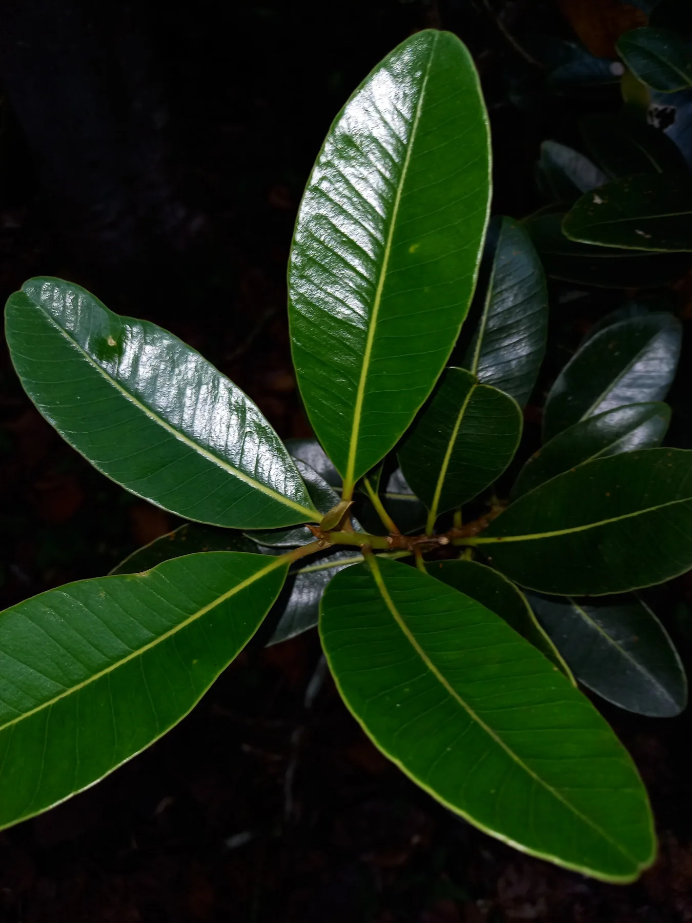 Bwa fer bâtard — photo de terrain