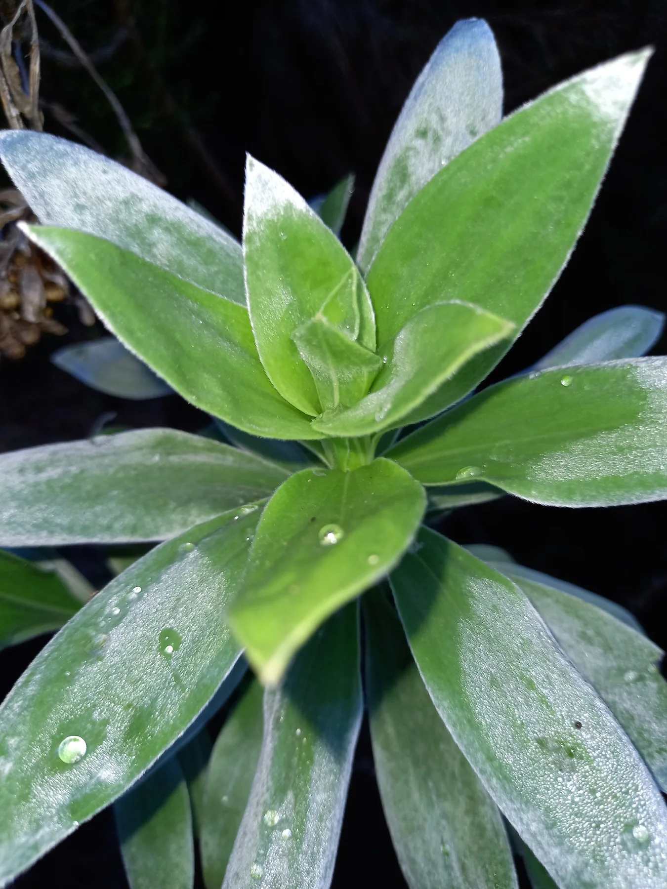 Velours blanc — photo de terrain