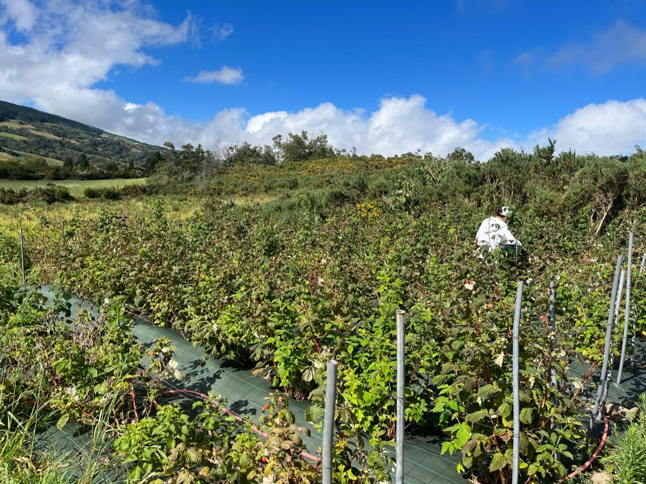 Framboises cultivées dans les Hauts de La Réunion