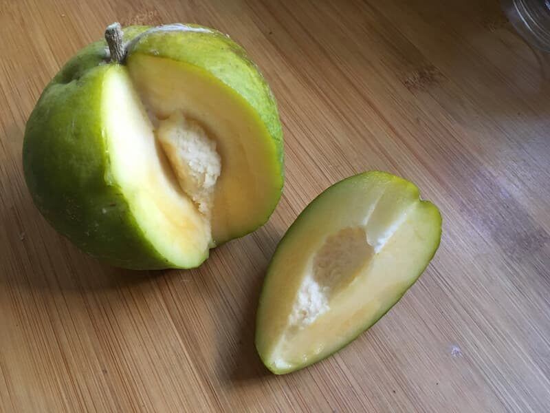 Sapote