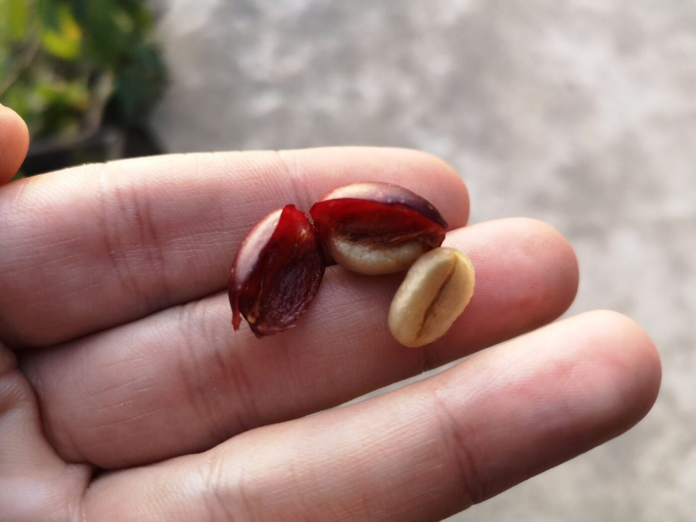 Cerise de café ouverte montrant deux grains