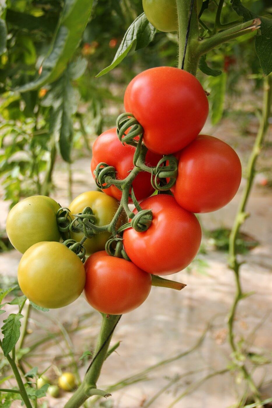 Tomates