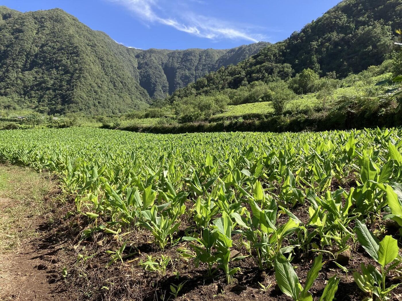 Champ de curcuma à la Plaine des Grègues