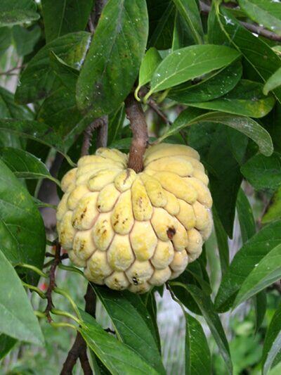 Zatte ou pomme cannelle