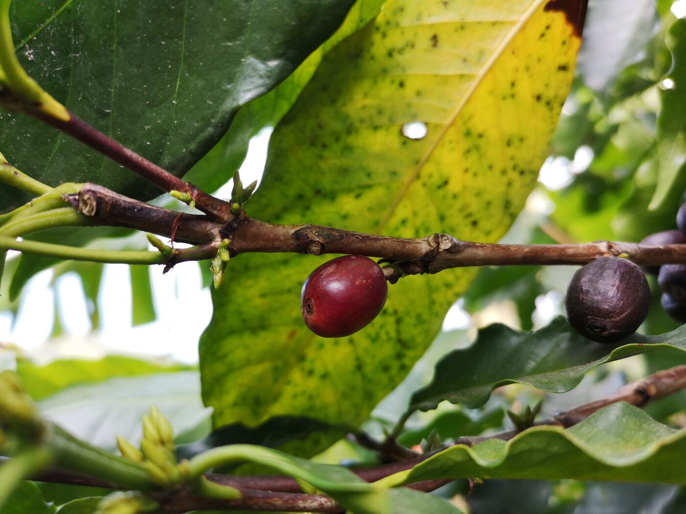 Cerise de café arabica mûre