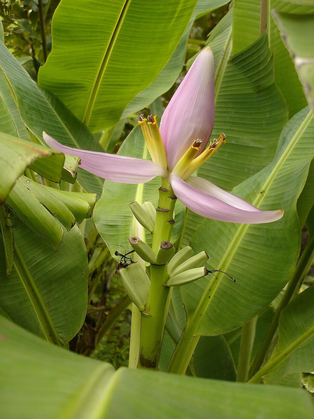 Babafigue fleur de bananier