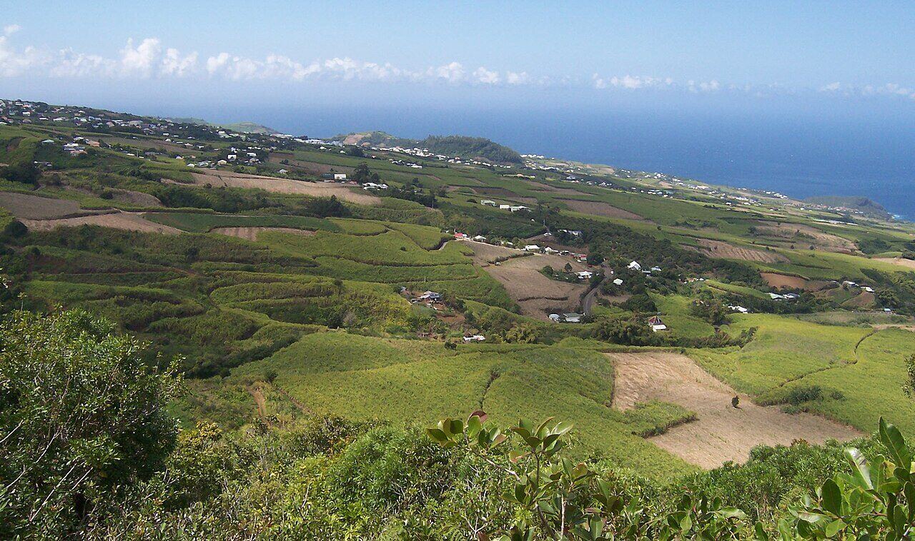Paysage de champs de canne à sucre à La Réunion