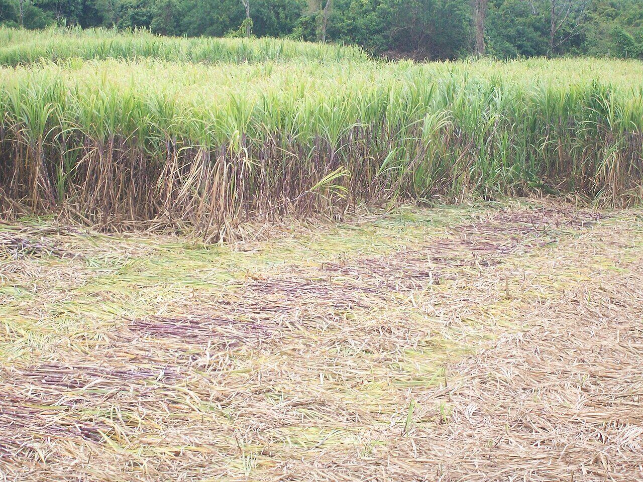 Rangées de canne à sucre dans une parcelle