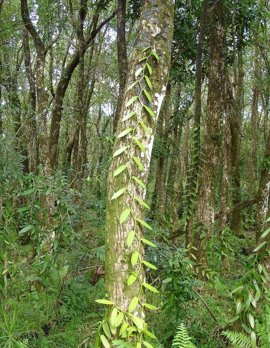 Vanilleraie réunionnaise
