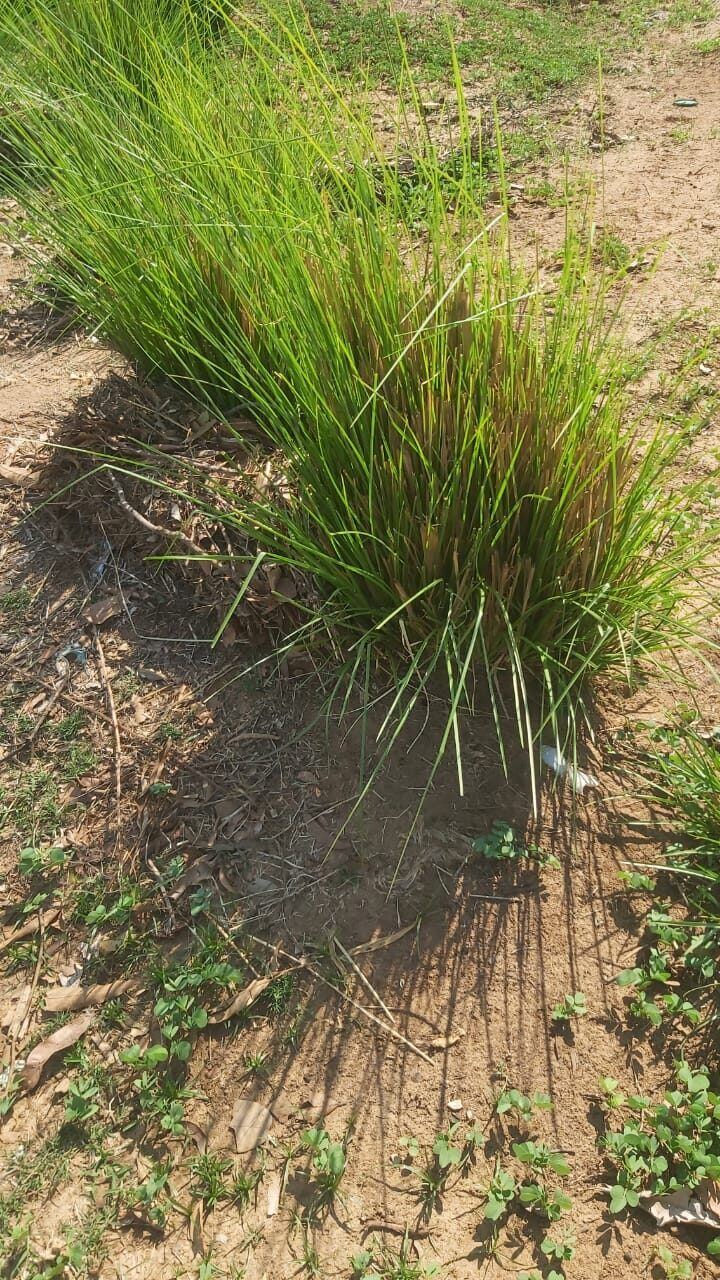 Touffe de vétiver cultivée