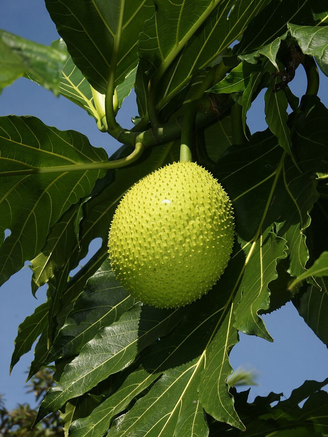Fruit à pain