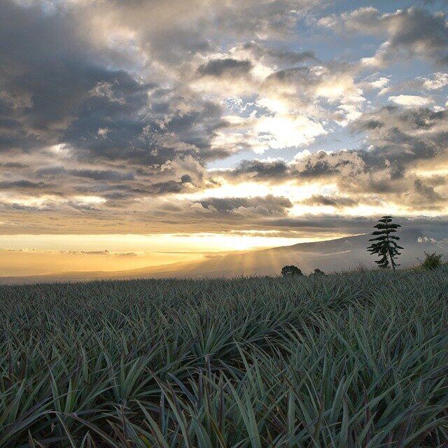 Champ d’ananas Victoria à La Réunion