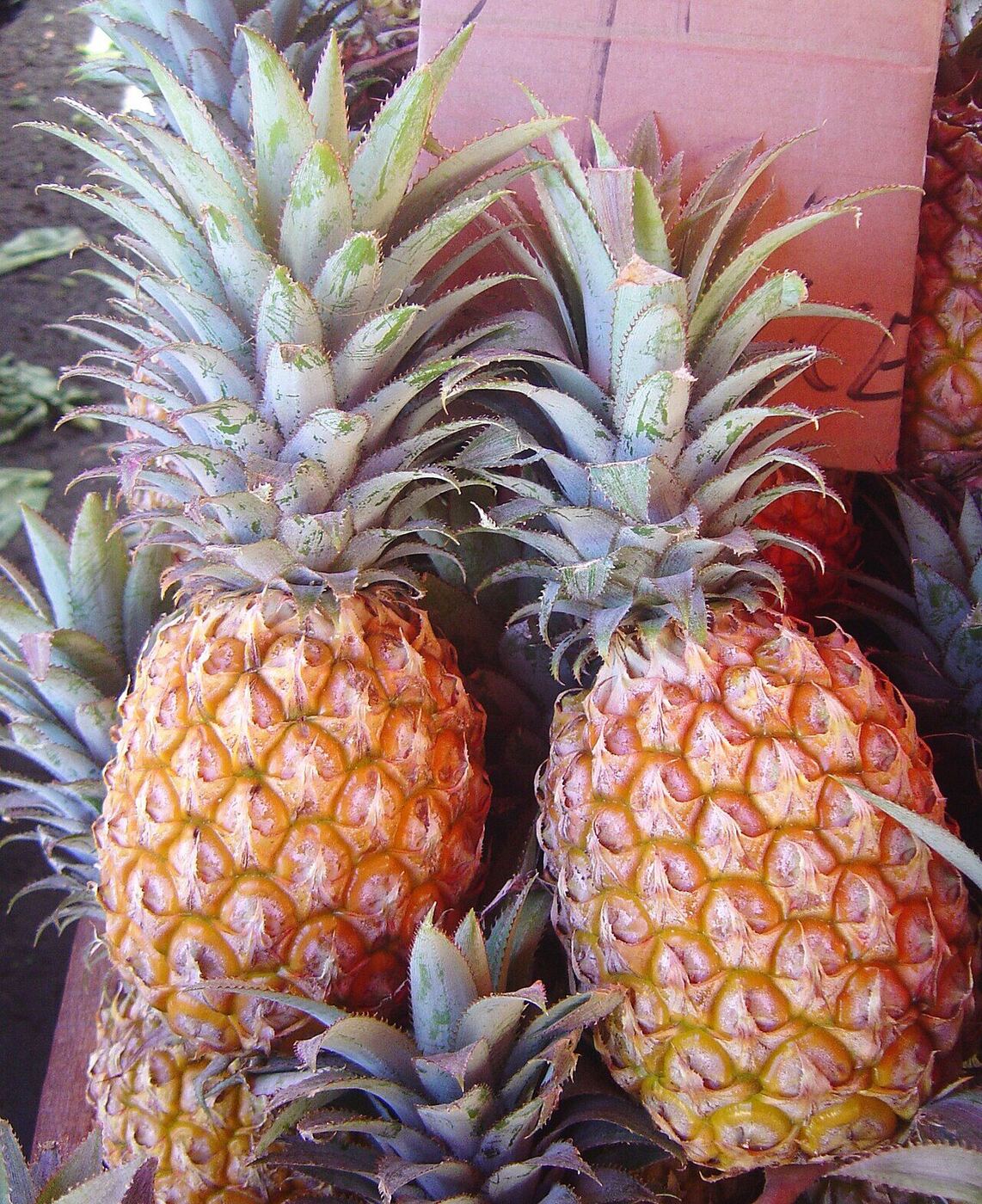 Ananas Victoria sur son plant à La Réunion