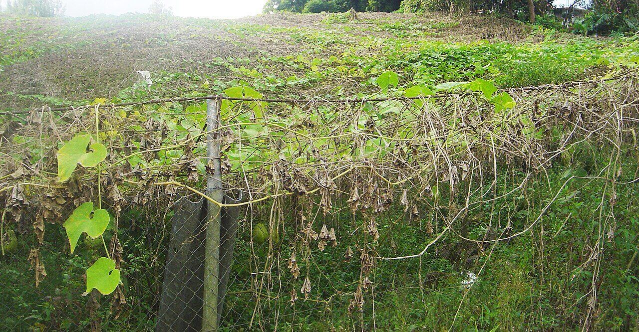 Chouchous sous treille à Salazie