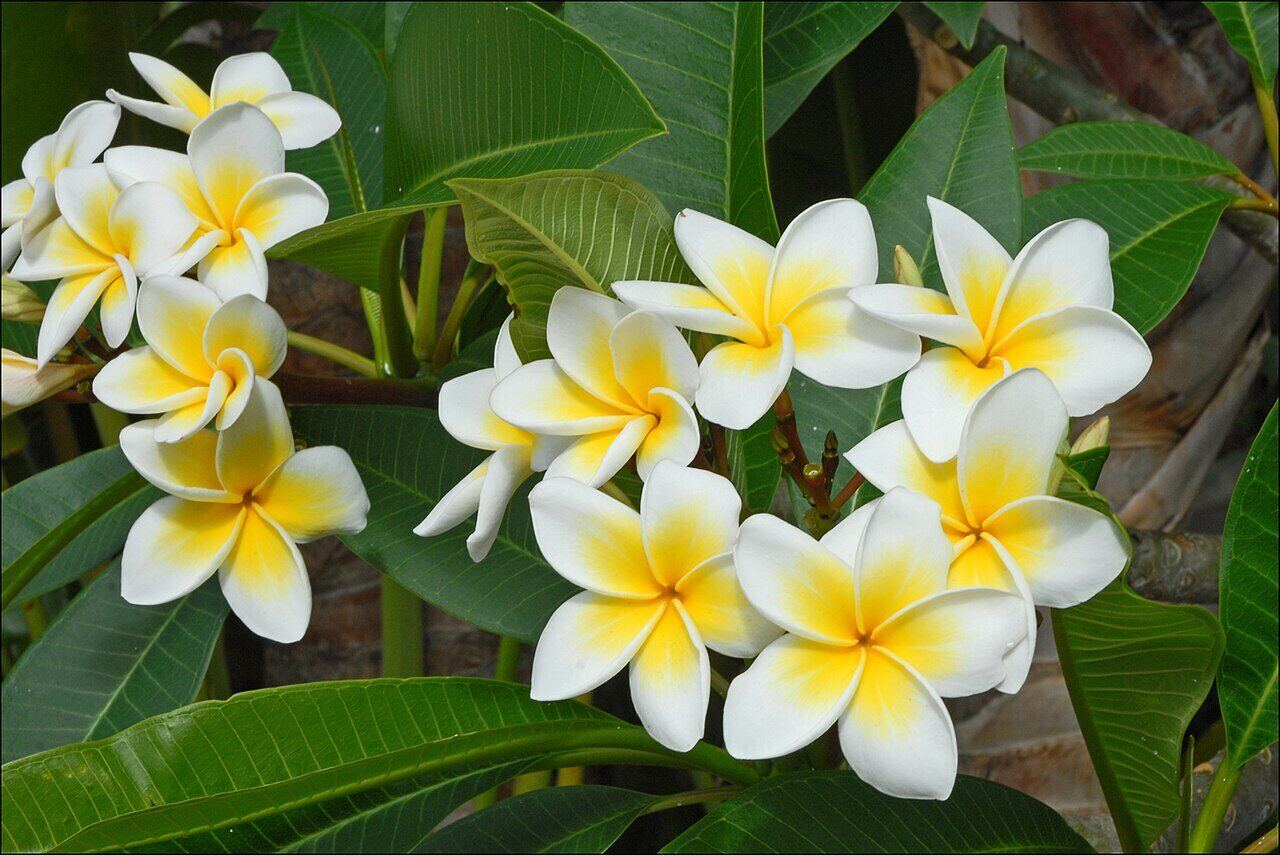 Frangipanier en fleurs à La Réunion