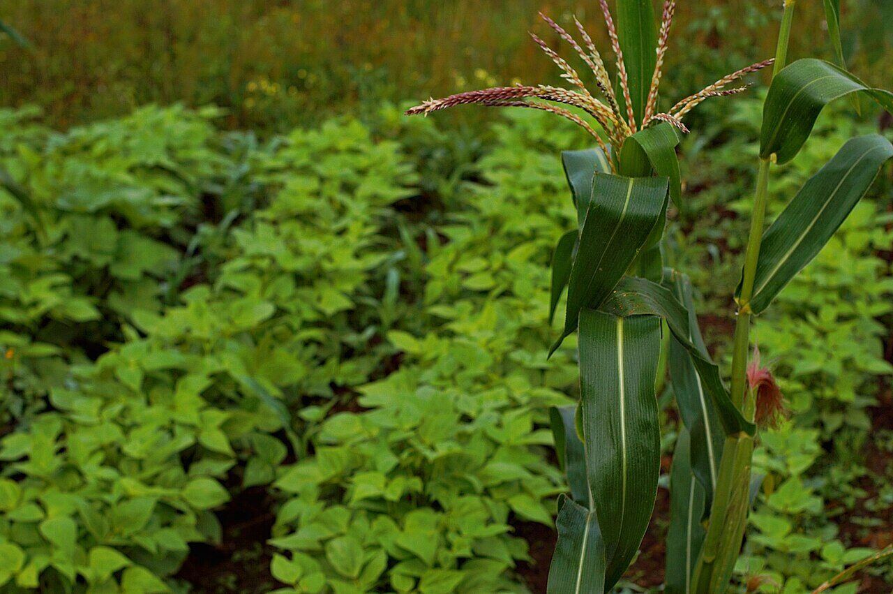 Cultures associées de maïs et de haricots