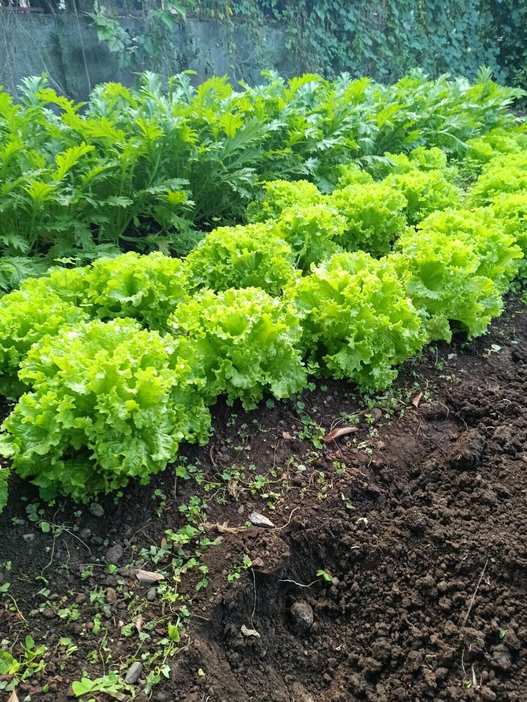 Salades cultivées sur une parcelle pédagogique à La Réunion