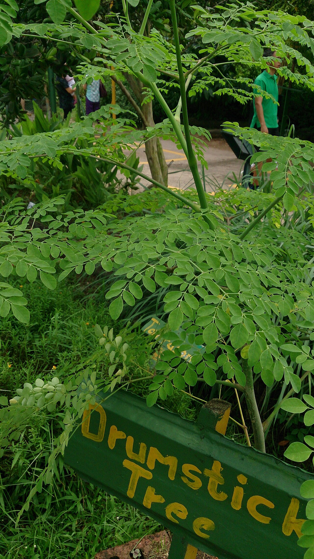 Plant à feuilles composées, pancarte Drumstick Tree