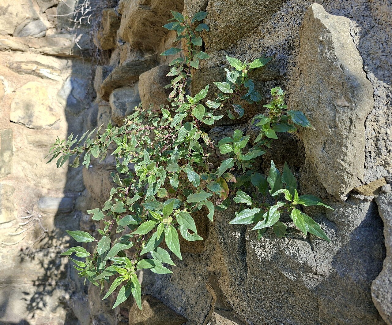 Brèdes pariétaire