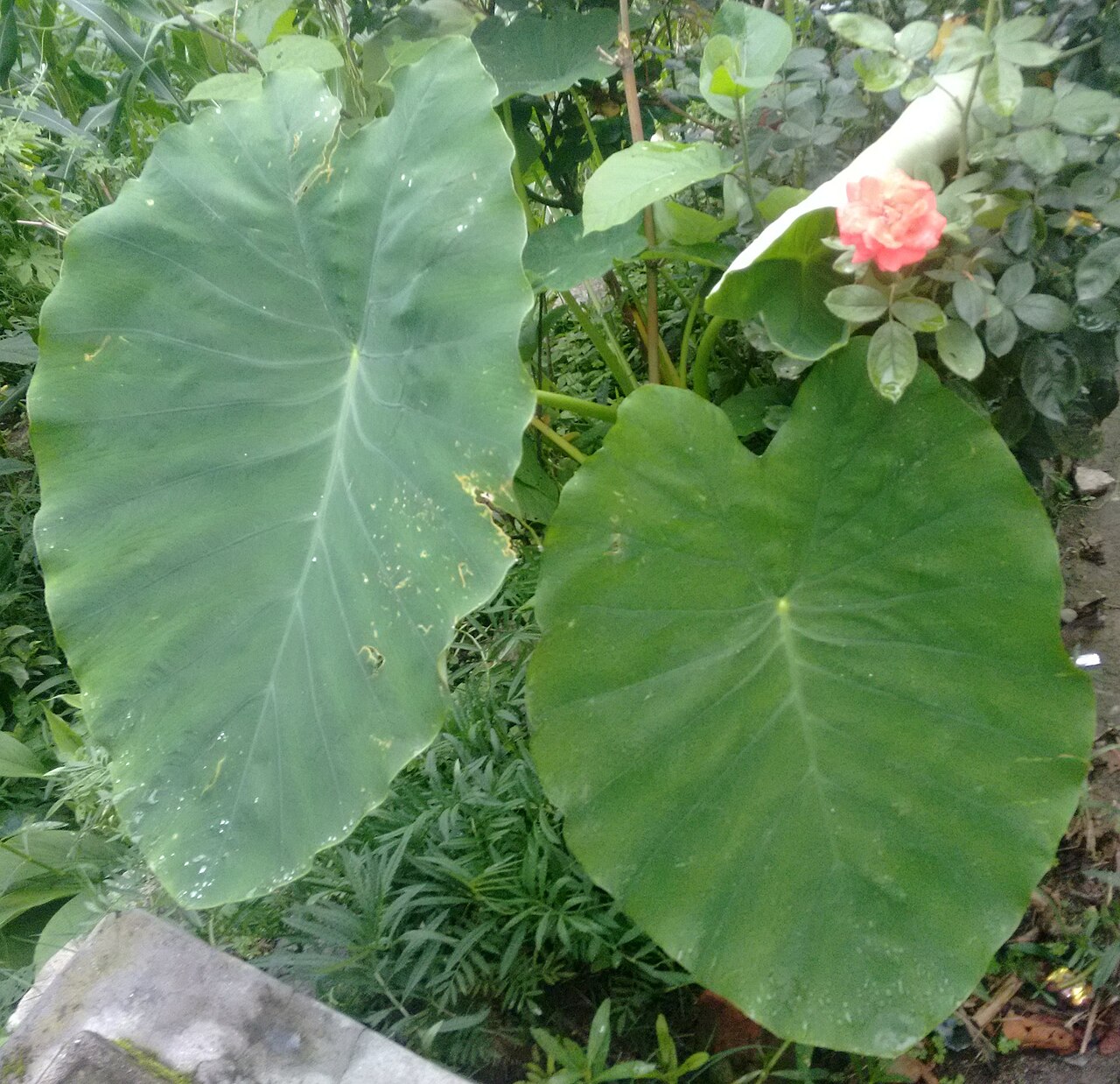 Feuilles de songe